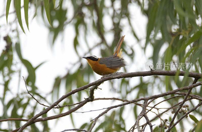 White-browed Robin-Chat